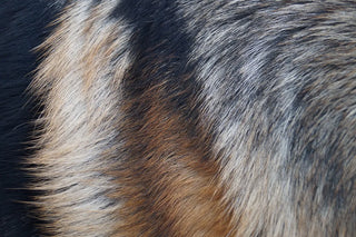 How Your Dog’s Skin and Coat Reflect Their Overall Health