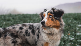 Australian Shepherd in foggy field
