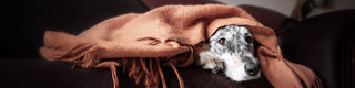 Border Collie peeking out from under blanket