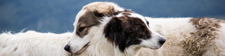 Two white shepherd dogs cuddling with bokeh background
