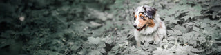 Australian Shepherd in green foliage