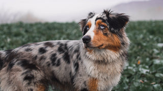 Australian shepherd dog in a field