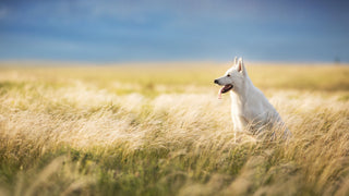 White dog standing in a field of tall grass with a blue sky in the background