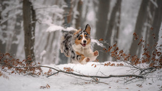 Australian Shepherd dog bounding through snow