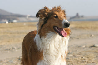 Shetland Sheepdog at the beach