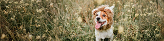 Small Dogs Collection