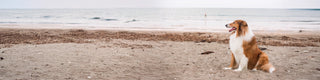 Shetland Sheepdog sitting on beach with ocean in background