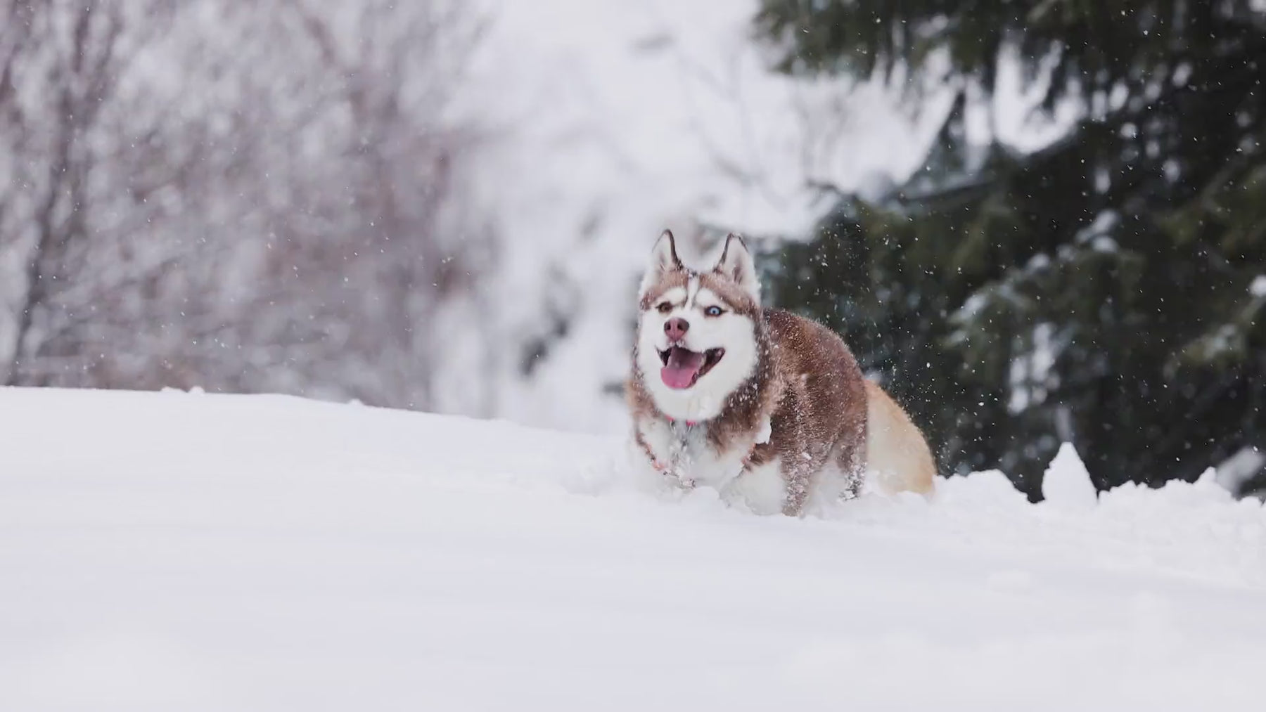 Montage of dogs running through snow and fields