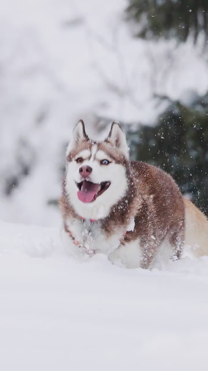 Montage of dogs running through snow and fields