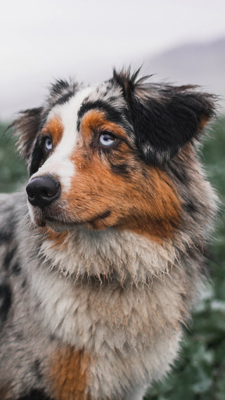 Australian shepherd dog in a field