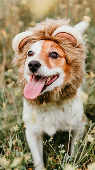Dog wearing a lion costume standing in a natural setting with greenery.